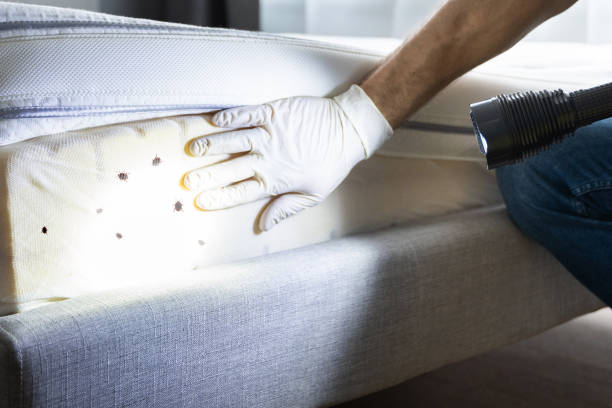 Trusted Alsip, IL Pest Control Experts